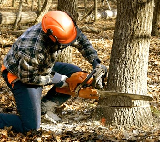Tree Removal in Bemus Point, NY